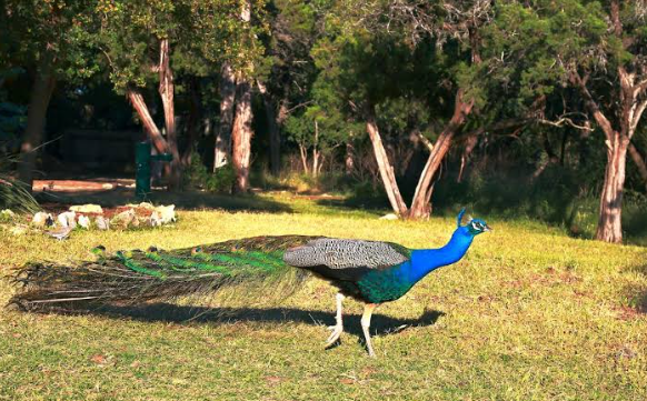 Peacock Preserve Austin: Discover a Distinctive Natural Setting for Luxury Living